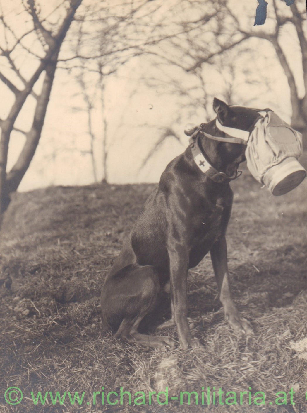 k.u.k. Rettungshund mit GASMASKE